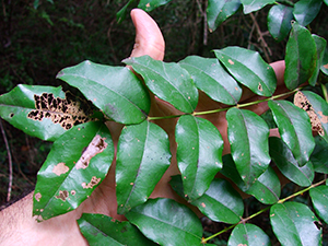 Caesalpinia major