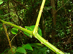 Caesalpinia major