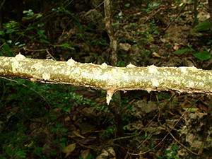 Caesalpinia major