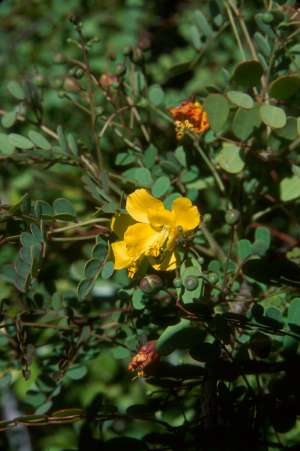 Caesalpinia pauciflora