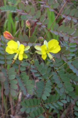 Caesalpinia pauciflora