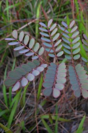 Caesalpinia pauciflora