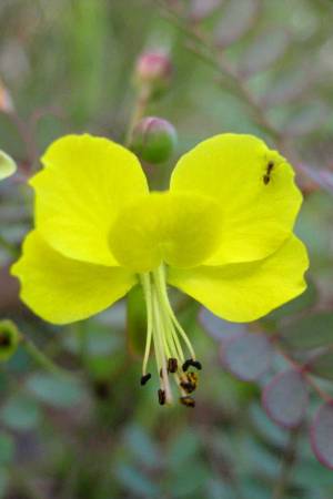 Caesalpinia pauciflora