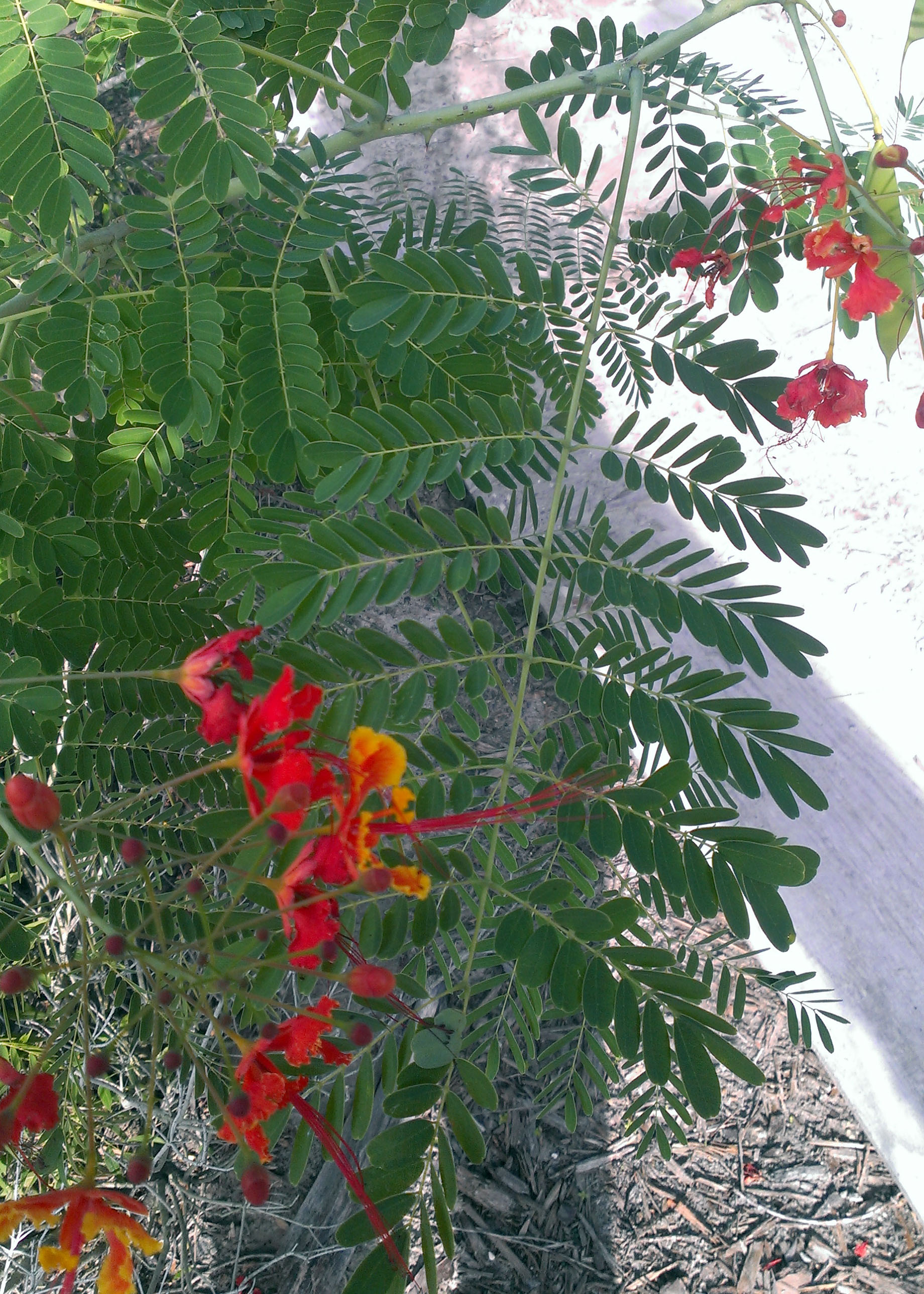 Caesalpinia pulcherrima