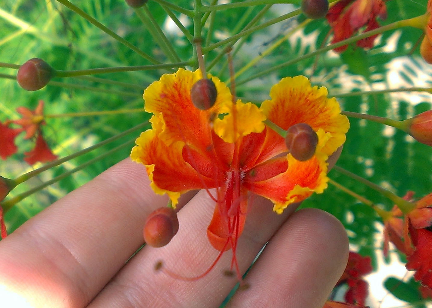 Caesalpinia pulcherrima