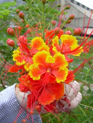 Caesalpinia pulcherrima