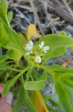 Cakile lanceolata