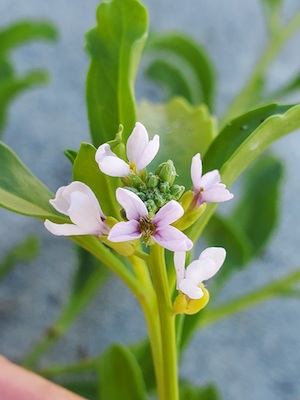 Cakile lanceolata