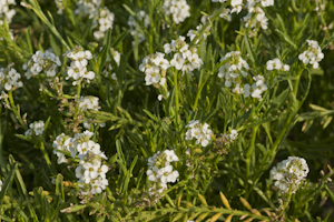 Cakile lanceolata