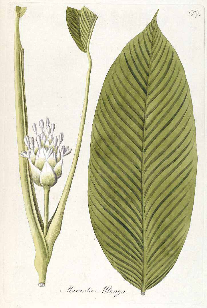 Calathea allouia