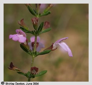 Calamintha ashei