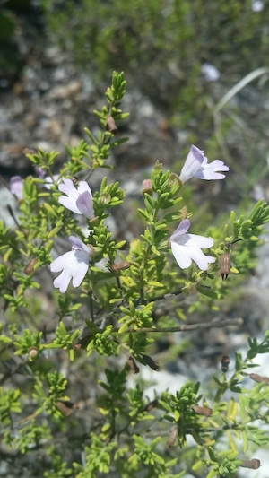 Calamintha ashei