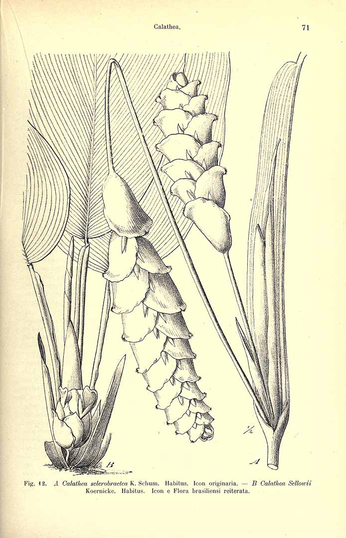 Calathea crotalifera