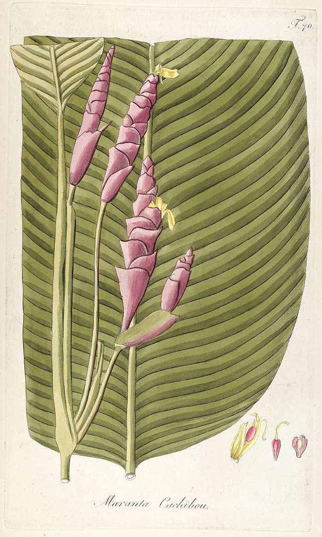 Calathea lutea