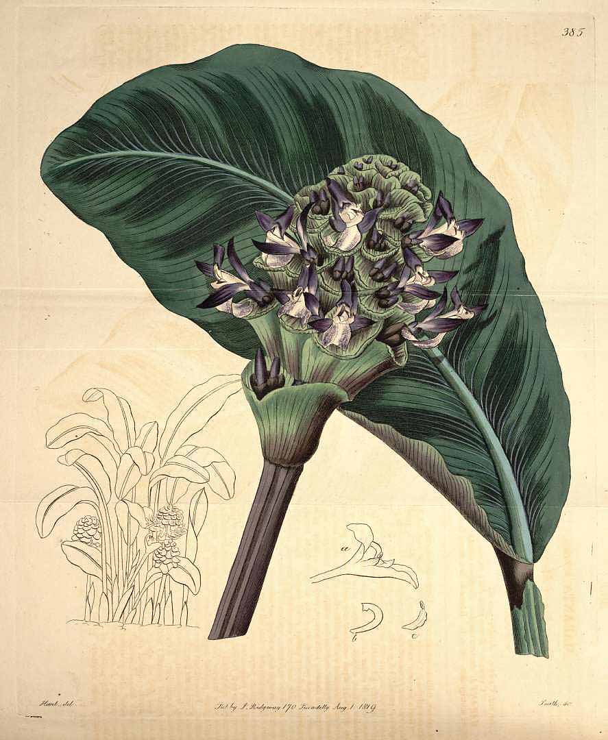 Calathea zebrina