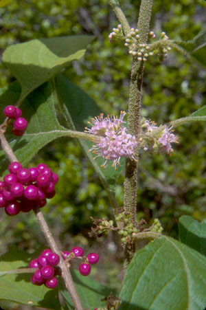 Callicarpa americana