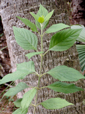 Callicarpa americana