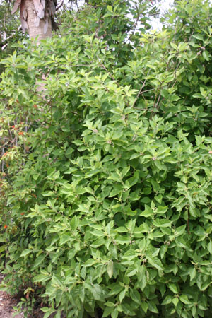 Callicarpa americana