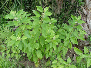 Callicarpa americana