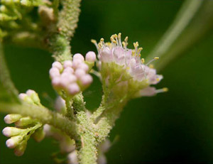 Callicarpa americana