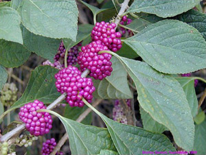 Callicarpa americana