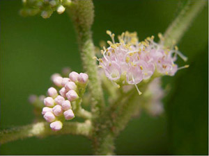 Callicarpa americana