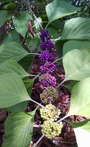 Callicarpa americana