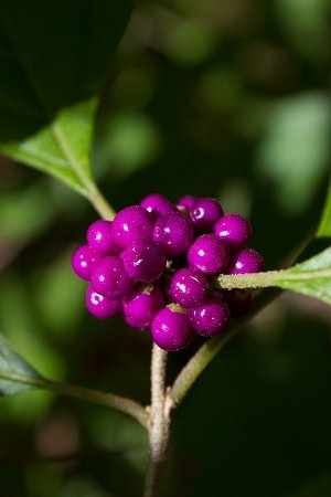 Callicarpa americana