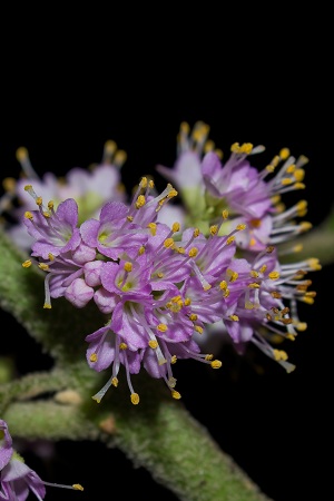 Callicarpa americana