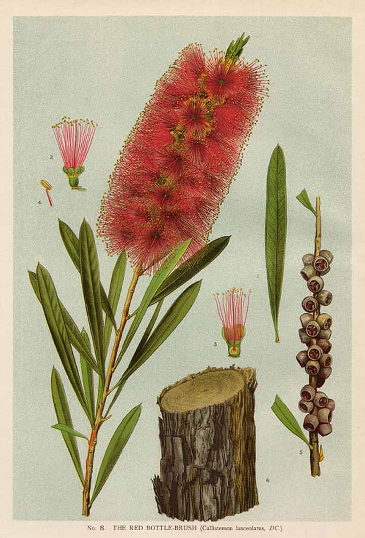 Callistemon citrinus