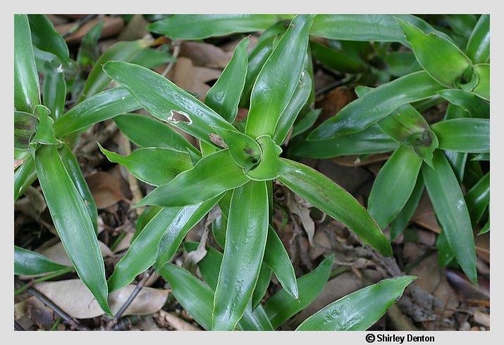 Callisia fragrans