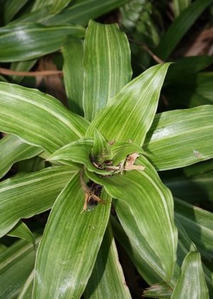 Callisia fragrans