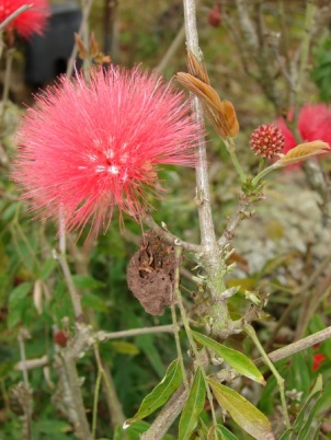 Calliandra haematocephala