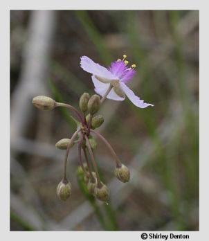 Callisia ornata