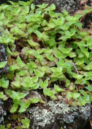 Callisia repens