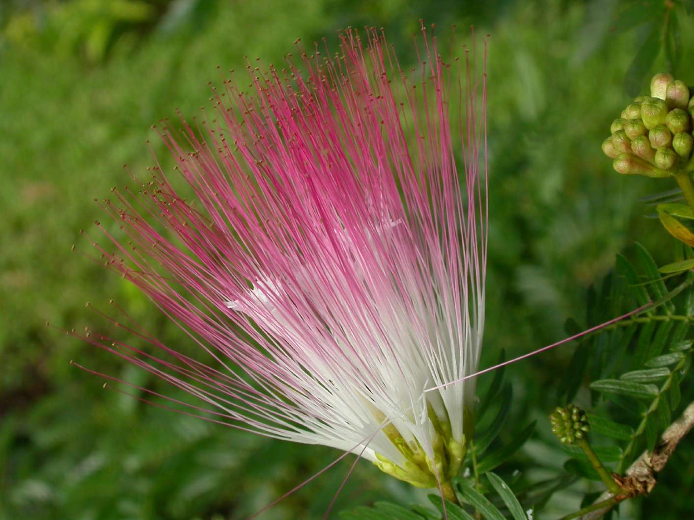 Calliandra surinamensis