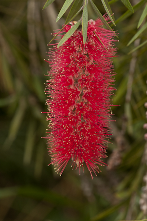 Melaleuca viminalis