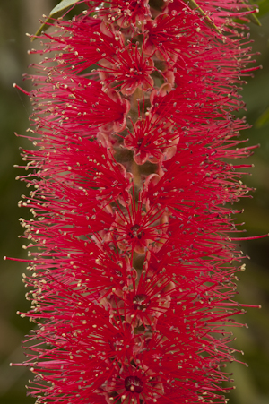 Melaleuca viminalis