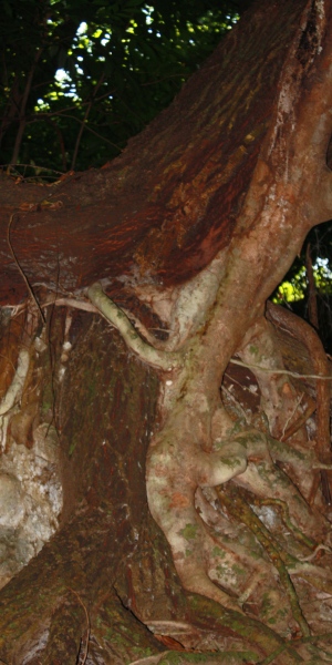 Calophyllum antillanum