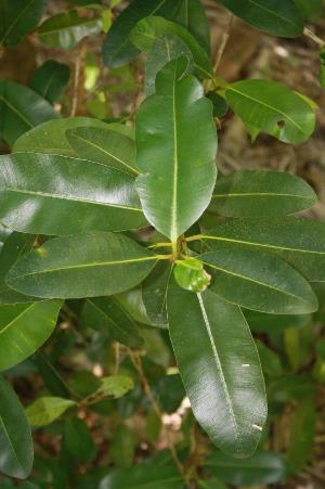 Calophyllum antillanum