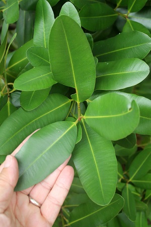 Calophyllum antillanum