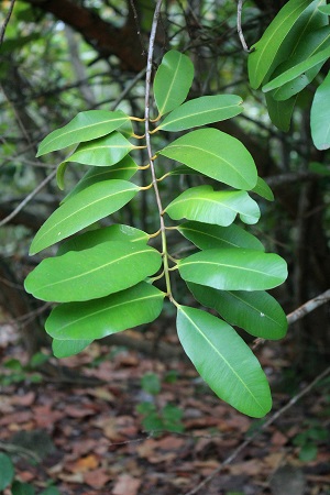 Calophyllum antillanum