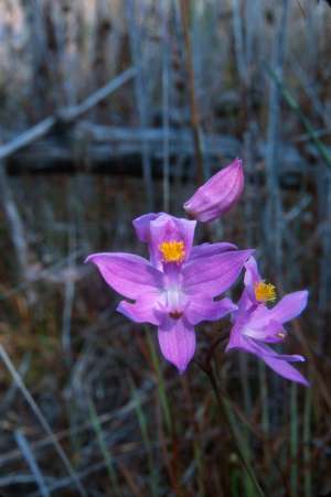 Calopogon barbatus