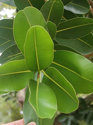 Calophyllum inophyllum