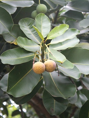 Calophyllum inophyllum