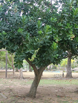 Calophyllum inophyllum