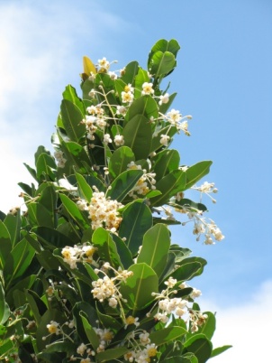 Calophyllum inophyllum