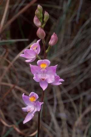 Calopogon multiflorus