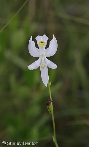 Calopogon pallidus