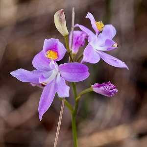 Calopogon pallidus